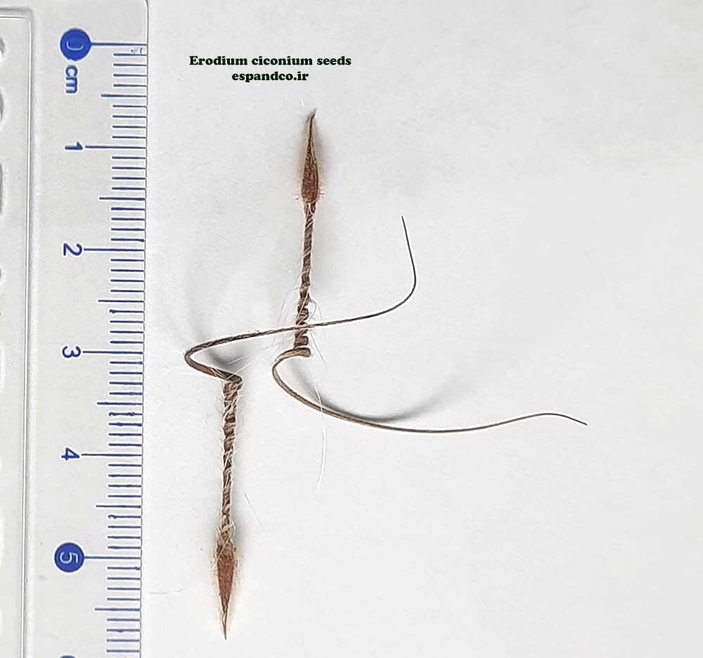  Erodium ciconium seeds 